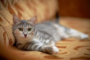 Tips Agar Kucing Tidak Tidur Sembarangan di Rumah - Pinhome