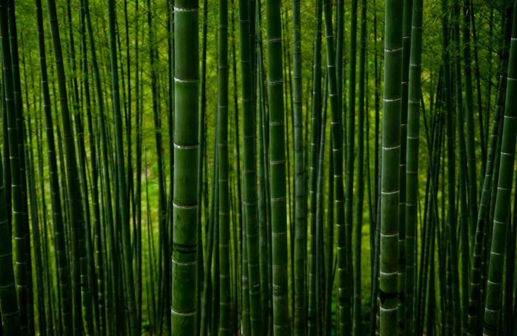 bambu untuk bahan bangunan