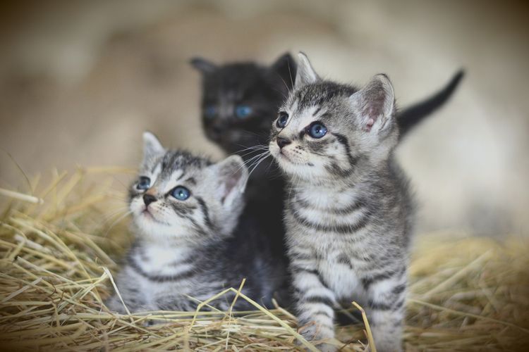 √ 10+ Puisi Tentang Hewan Peliharaan (Kucing, Ikan, Burung 