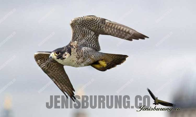 Suara Alap-alap Kawah, Peregrine Falcon (Falco peregrinus)