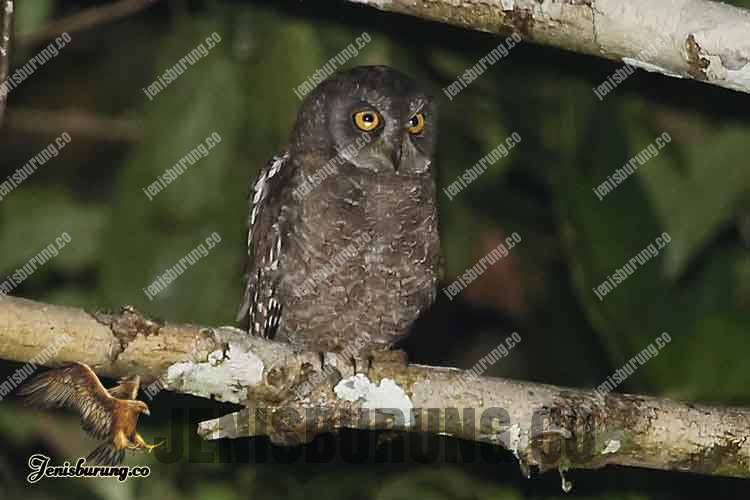 Celepuk Biak, Biak Island Scops Owl (Otus beccarii)