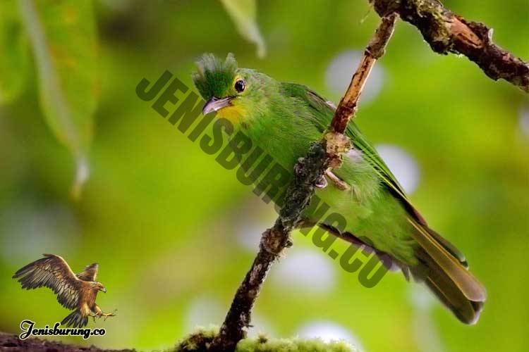 Chloropsis flavipennis (Philippine Leafbird) Burung cica Daun Filipina