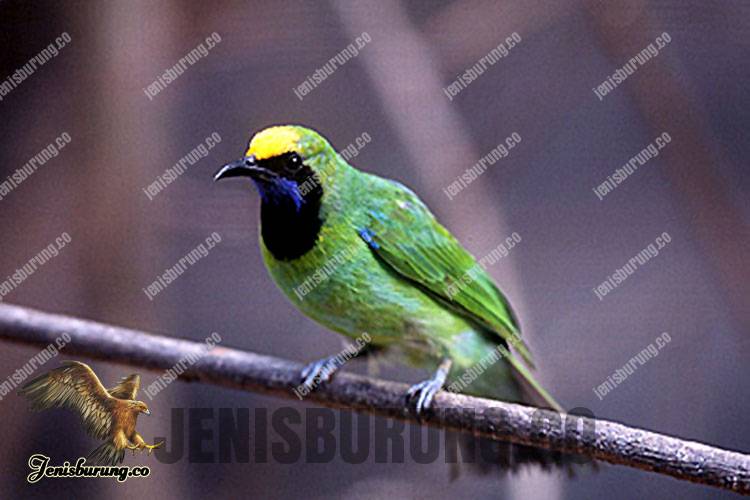 Chloropsis media (Sumatran Leafbird) - Burung cica daun Kepala Kuning Sumatera