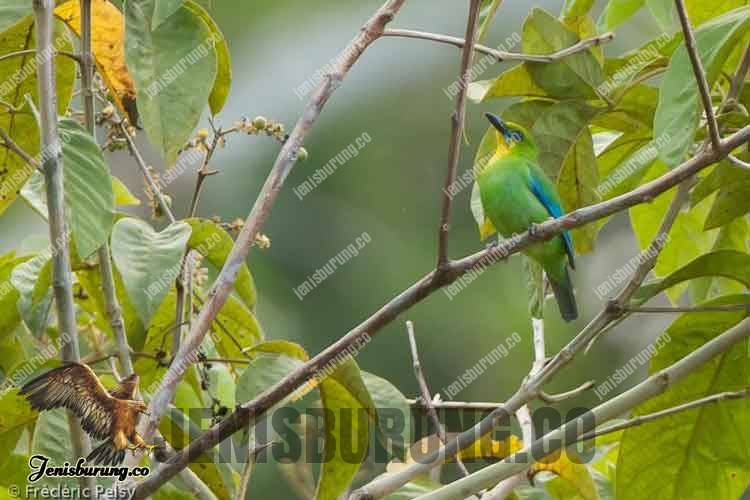 Chloropsis palawanensis (Yellow-throated Leafbird) Burung Cica Daun Palawan