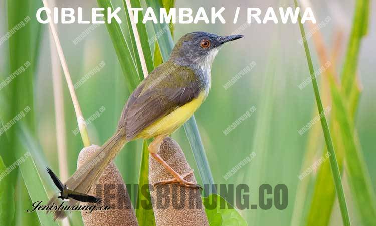 Ciri-ciri burung ciblek tambak atau rawa Yellow Bellied Prinia (Prinia flaviventris)