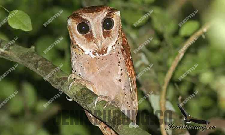 Serak bukit Oriental Bay Owl (Phodilus badius Horsfield)