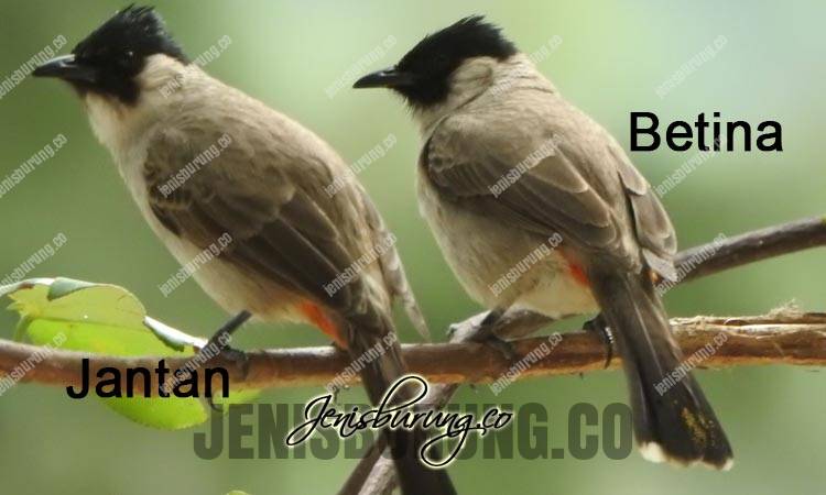 Burung Kutilang, Sooty-headed Bulbul (Pycnonotus aurigaster) - Pinhome