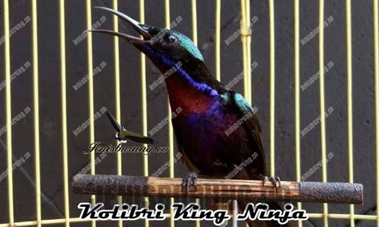 Download suara burung kolibri ninja gacor untuk masteran