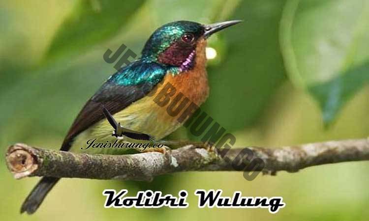 ciri-ciri burung kolibri wulung jantan