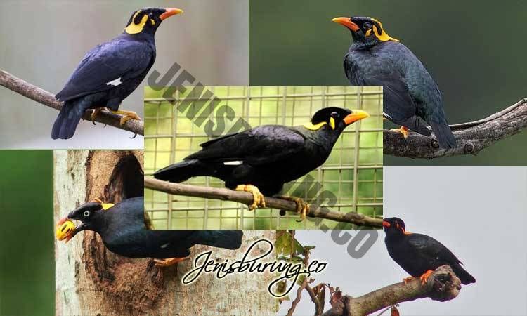 8 Jenis Burung Beo Lengkap Dengan Gambar Pinhome