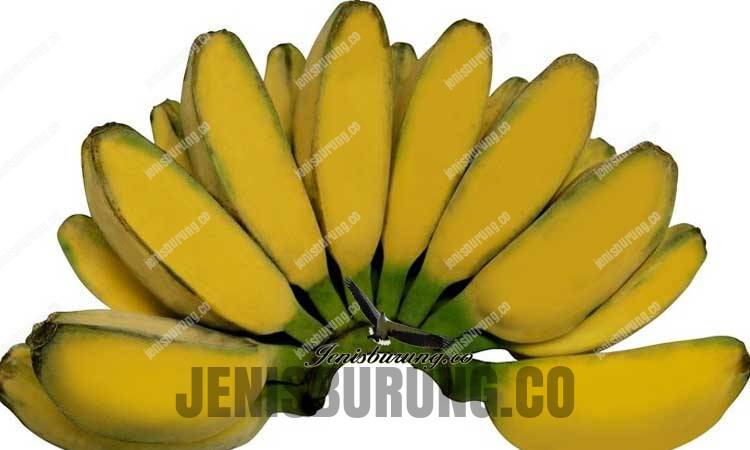 jenis pisang terbaik untuk pakan jalak putih