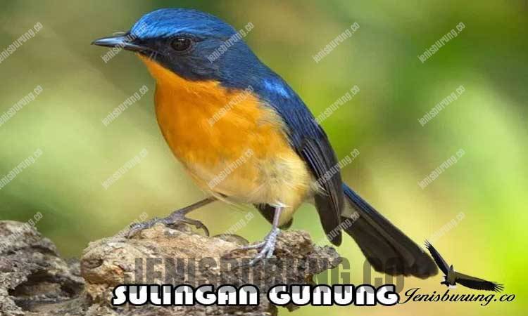 jenis burung tledekan gungung Hill Blue flycatcher cyornis banyumas