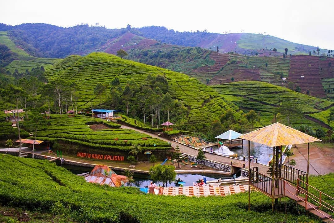 Refreshing Di Kebun Teh Kaligua Bumiayu Pinhome