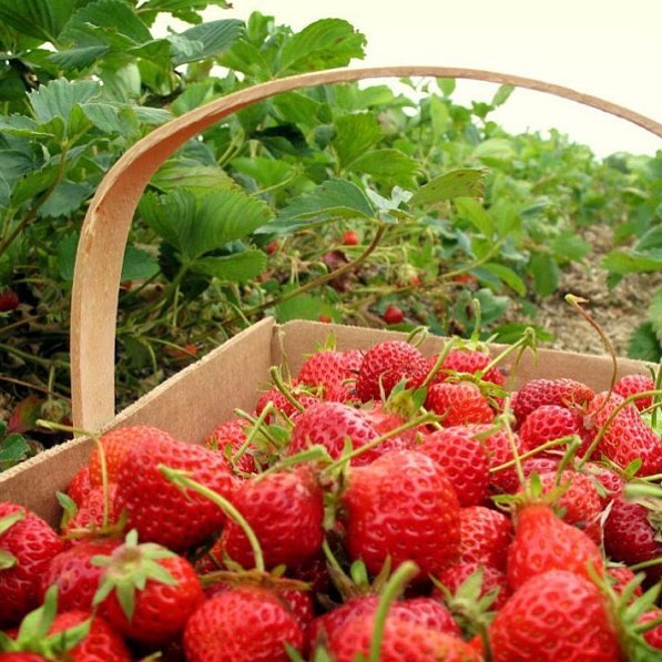 tempat wisata bandung kebun strawberry ciwidey