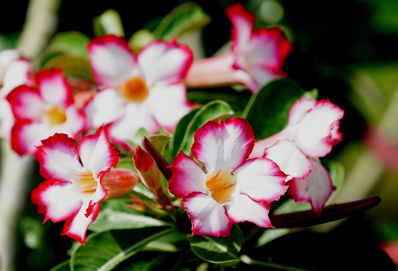 adenium obesum, flowers, garden