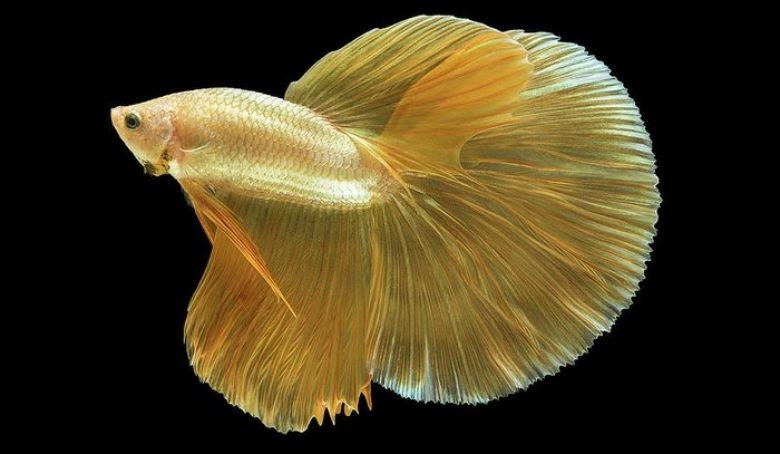 Ikan cupang emas