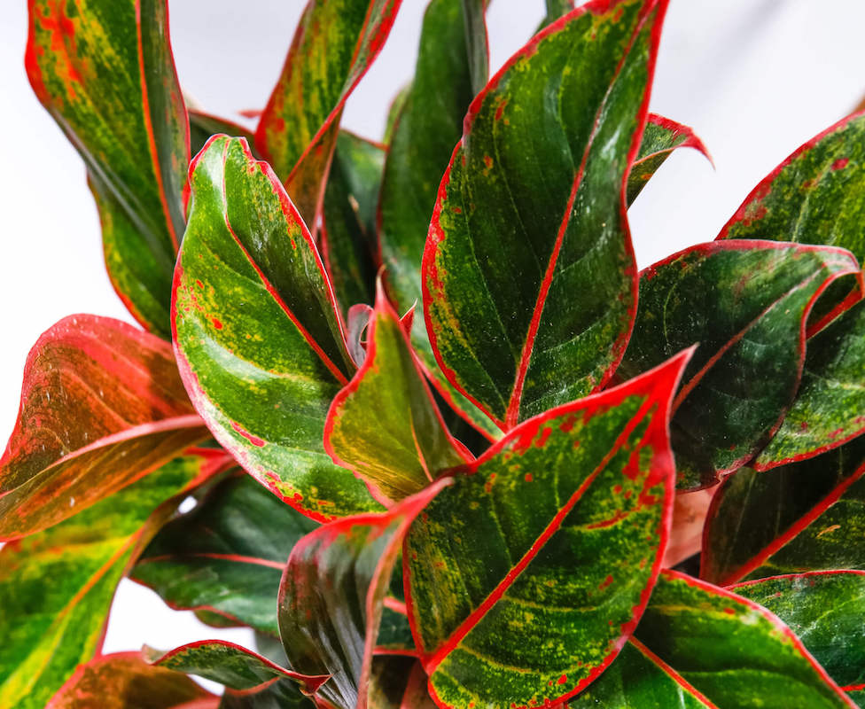 jenis aglaonema