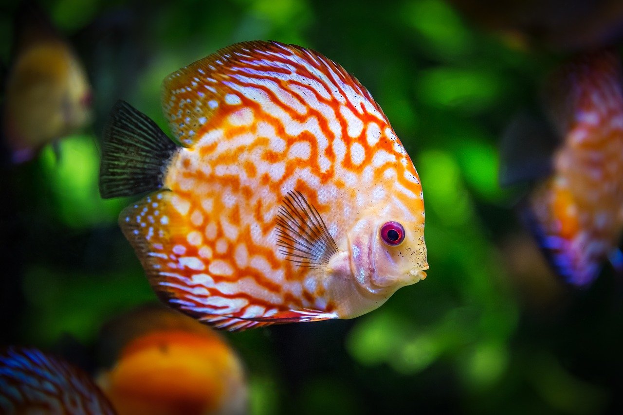 discus fish, fish, aquarium-1943755.jpg