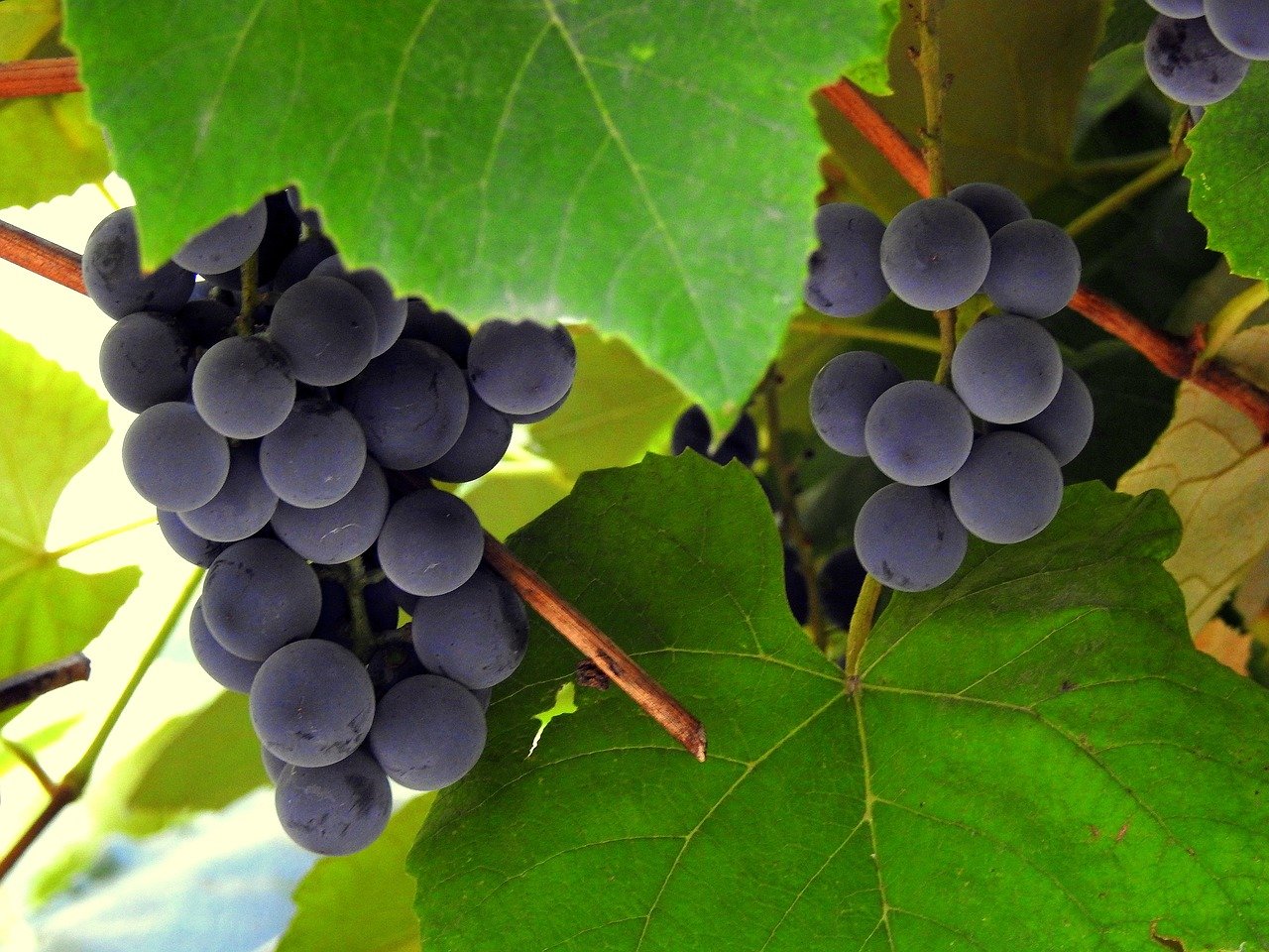 fruit, bunch of grapes, food-3682767.jpg