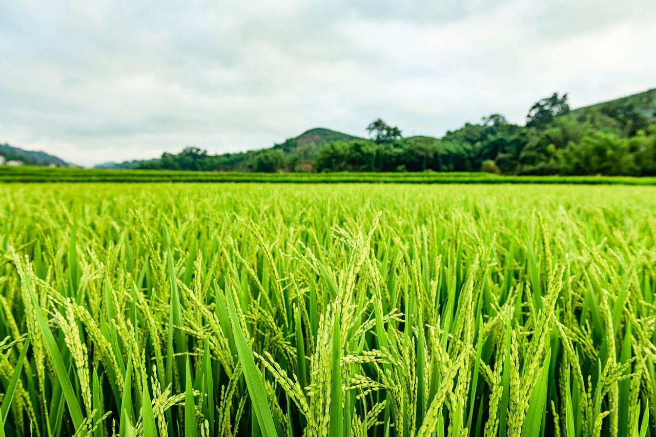 paddy field, field, meadow-6281737.jpg