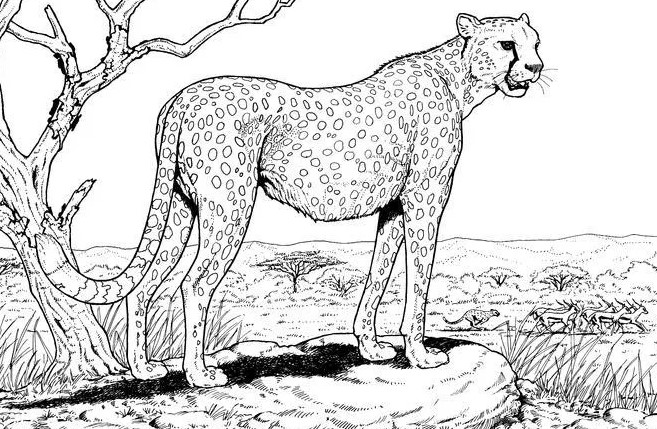 Gambar Sketsa Cheetah