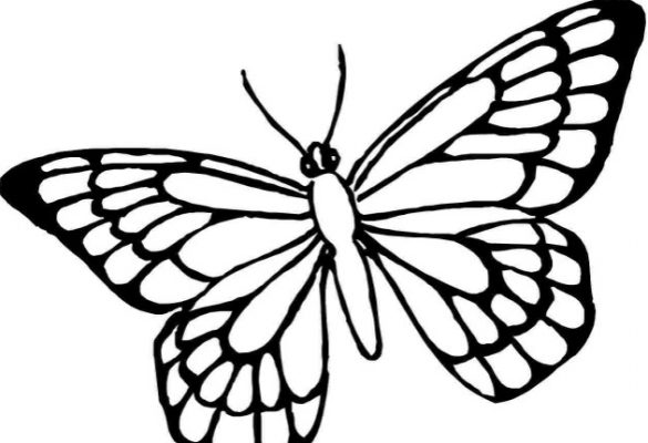 Gambar Sketsa Kupu-kupu Terbang