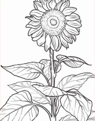 Sketsa Gambar Bunga Matahari