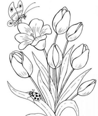 Sketsa Gambar Bunga Tulip