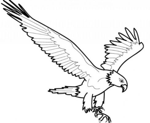 Sketsa Gambar Burung Garuda