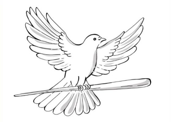 Sketsa Gambar Burung Merpati
