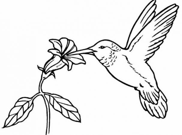 Sketsa Gambar Hewan Burung