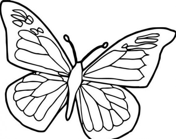 Sketsa Gambar Hewan Kupu-kupu