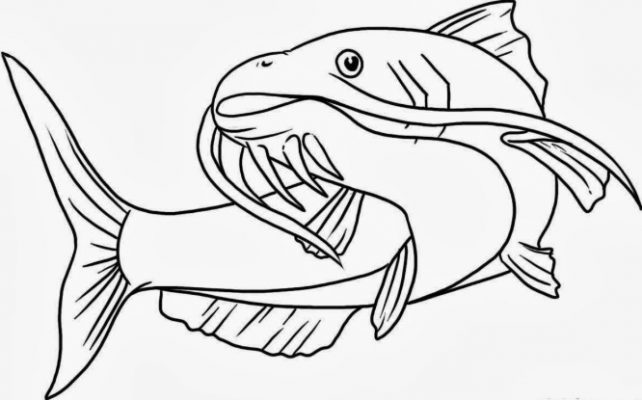 Sketsa Gambar Ikan Lele