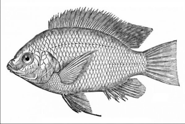Sketsa Gambar Ikan yang Sering Dikonsumsi