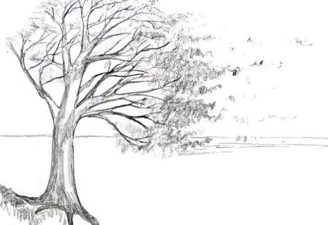 Sketsa Gambar Pohon Simple