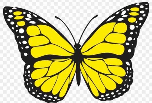 Sketsa Kupu-Kupu Yellow Swallowtail