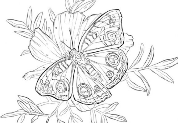 Sketsa Kupu-kupu Hinggap