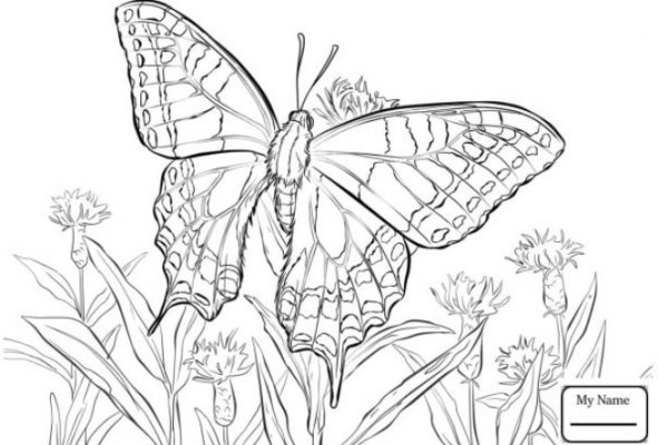 Sketsa Kupu-kupu dan Bunga