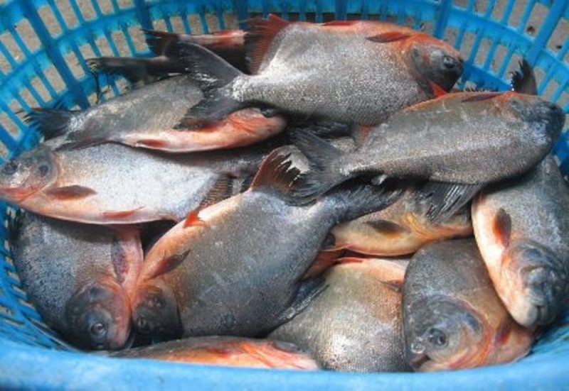 7200 Koleksi Jelaskan Perbedaan Budidaya Ikan Air Tawar Dan Ikan Air Laut Gratis Terbaru