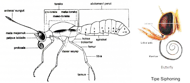 bagian tubuh kupu kupu
