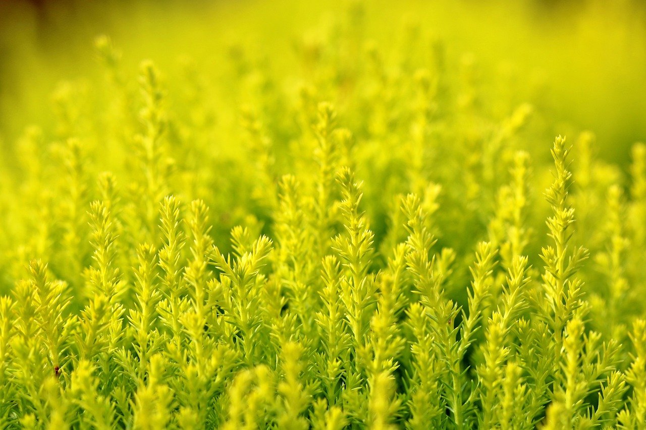 plants, wildflowers, bush-6205510.jpg