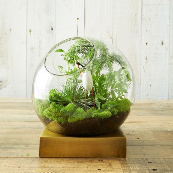 tanaman-terrarium