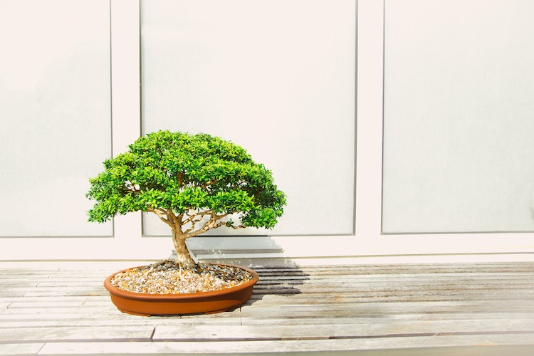 bonsai bentuk unik