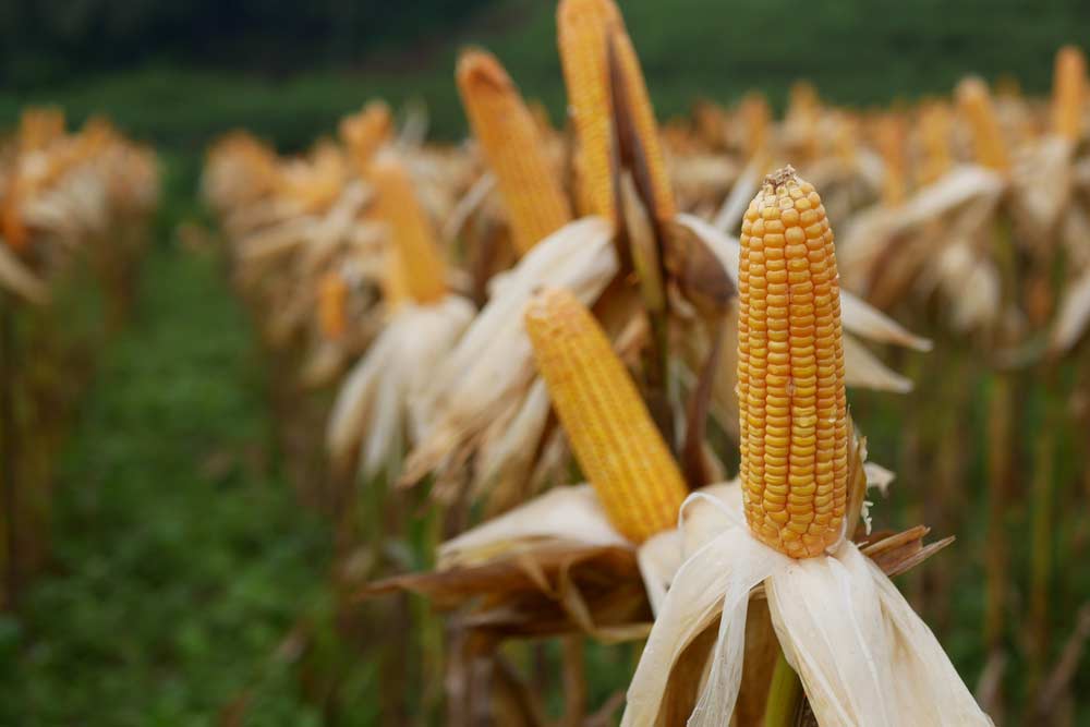 Manfaat Jagung