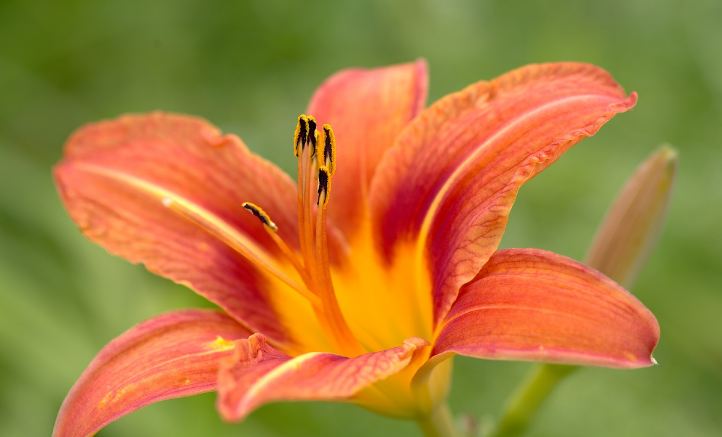bunga lily orange