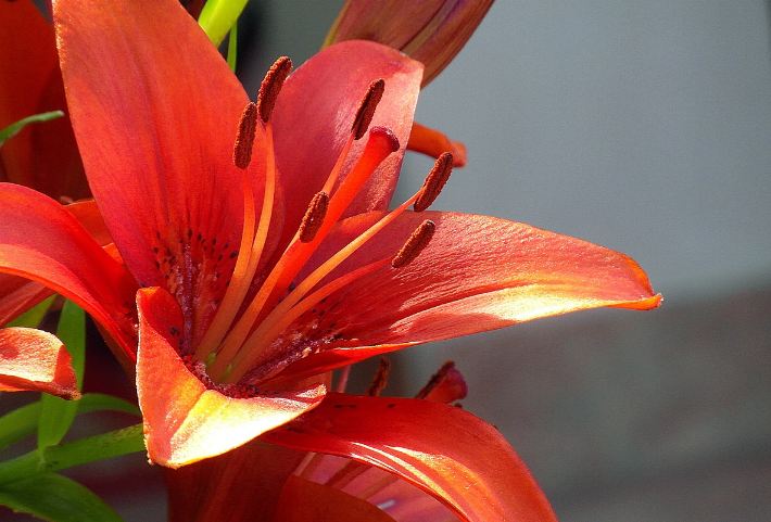 bunga lily merah