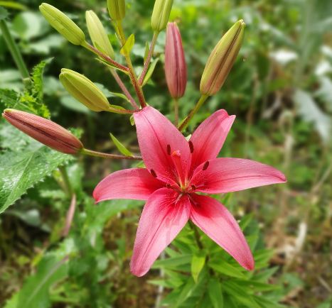 bunga lily pink