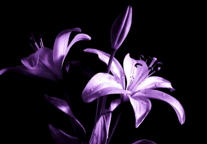 bunga lily ungu