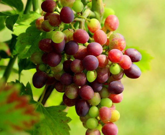 tanaman buah anggur