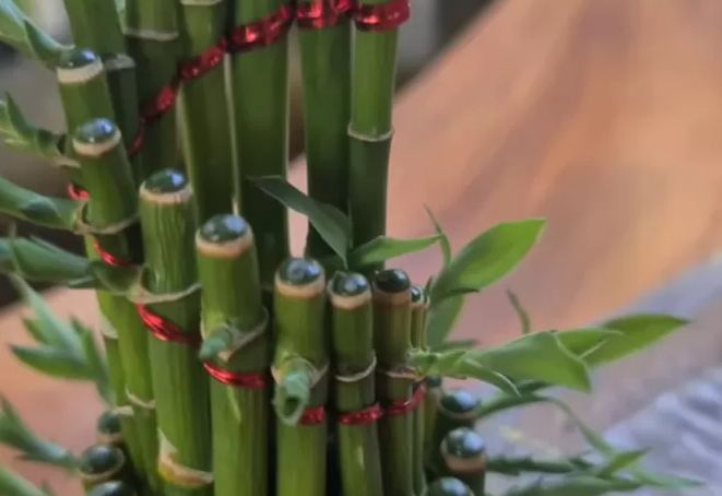 bambu hoki dengan pita merah
